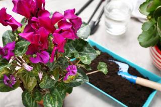 entretien du cyclamen