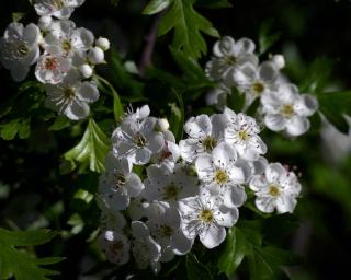 fleurs aubepine recolte