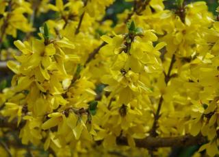 forsythia en fleur