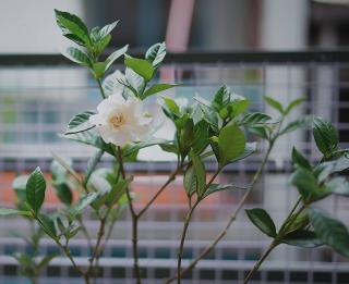 gardenia en pot