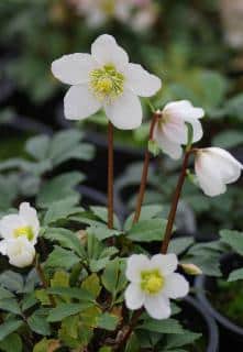 hellebore en fleur