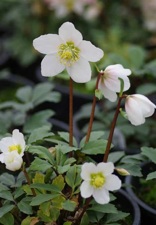 Hellébore - Rose de Noël - plantation, floraison, entretien