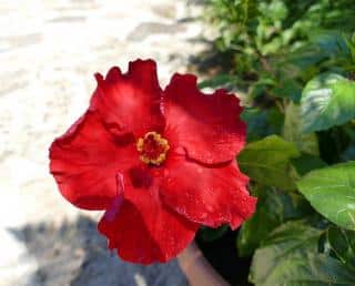 hibiscus arrosage