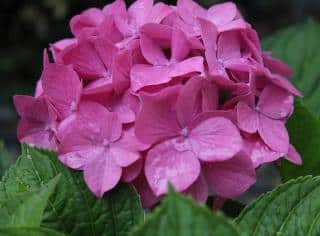 hortensia en fleur