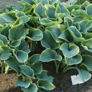 hosta limace