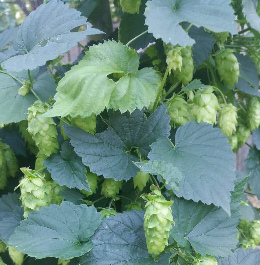 houblon