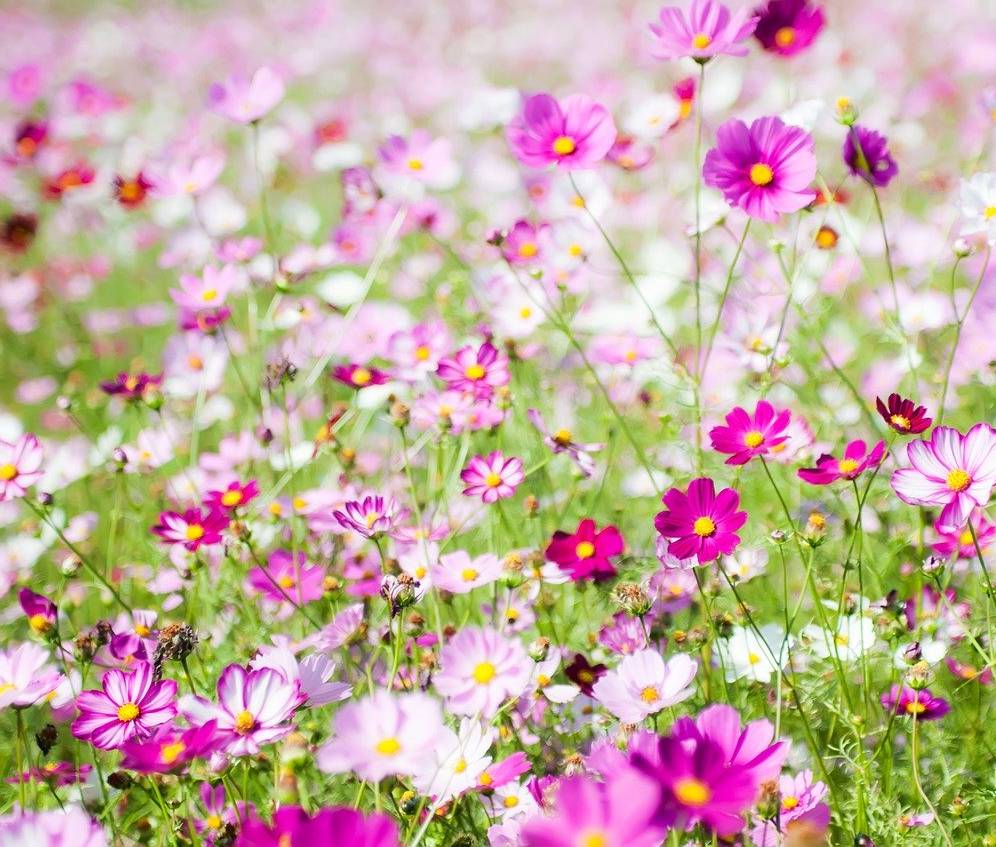 Cosmos : semis et entretien pour une belle floraison