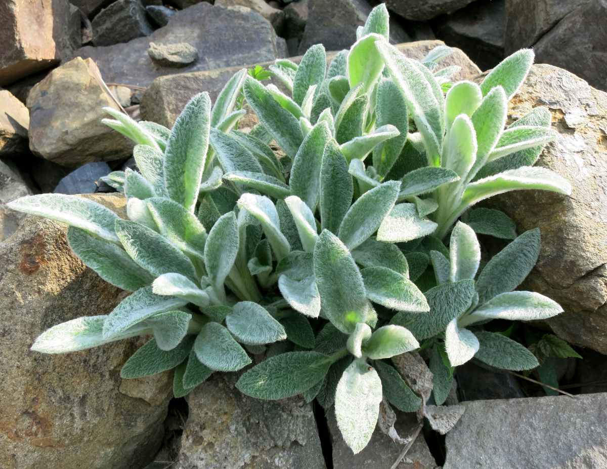 oreille de lapin - oreille d'ours - Stachys