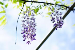 taille de la glycine