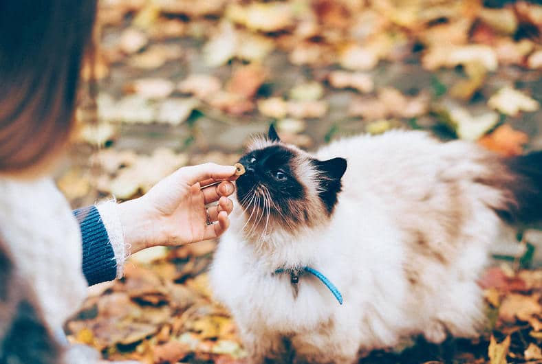 Alimentation chat nourriture