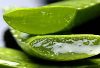 Aloe vera bienfaits