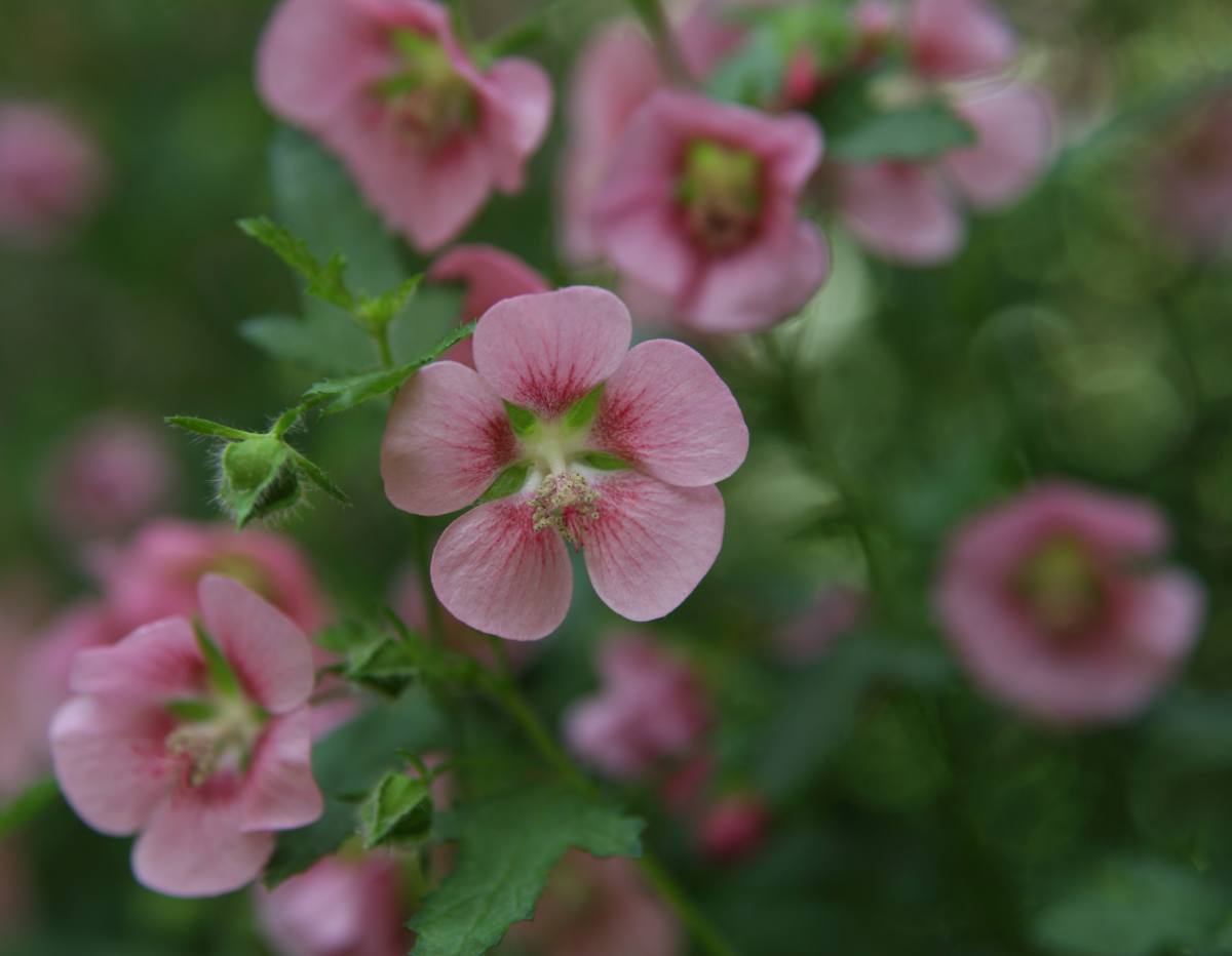 Anisodontea