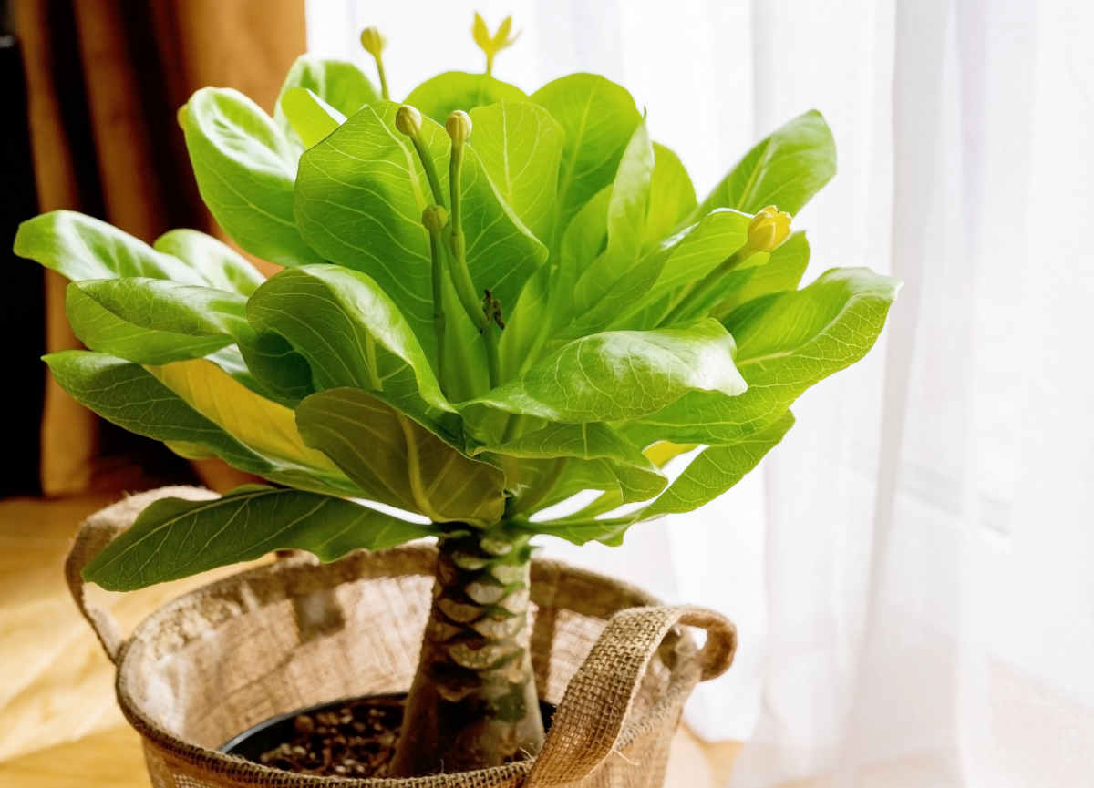 Brighamia insignis - Palmier hawaïen