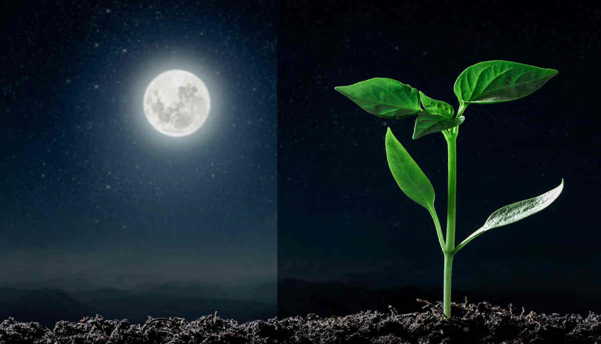 Jardiner avec la lune en Janvier 2024