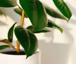 Caoutchouc - Ficus elastica - plante