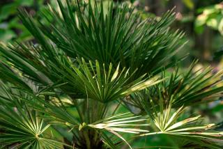 Chamaerops humilis