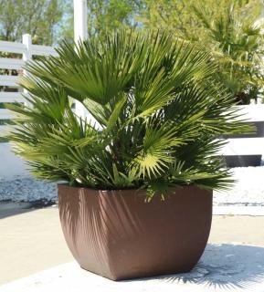 Chamaerops humilis en pot