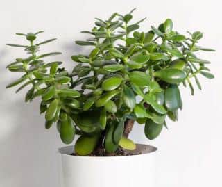 Crassula