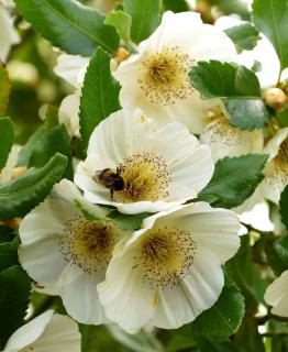 Eucryphia culture plantation