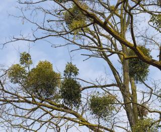 Gui arbre plante