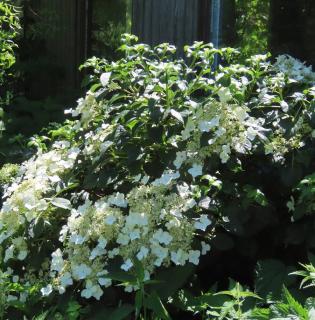 Hortensia grimpant