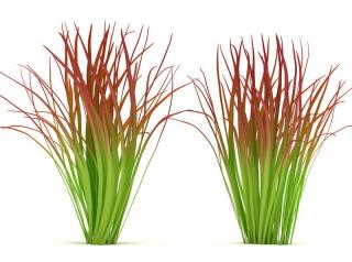 Imperata cylindrica red baron rouge