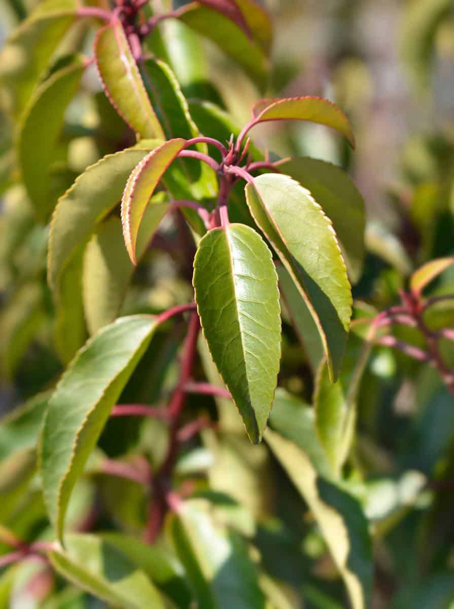 Laurier du Portugal - Prunus lusitanica