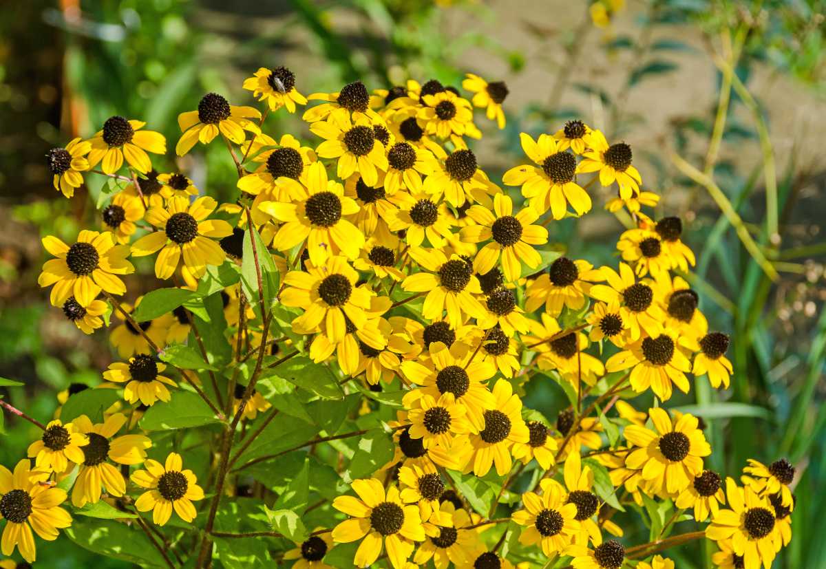 Rudbeckia