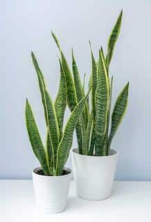 Sansevieria - langue de belle mere