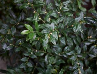 Sarcococca