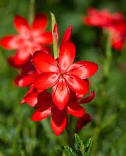 Schizostylis - lis des cafres