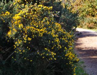 ajonc en fleur jaune