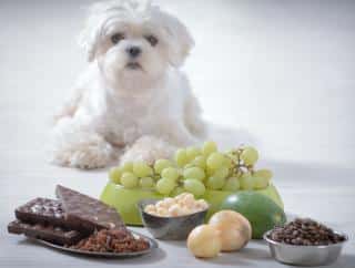 aliment a ne pas donner au chien toxique