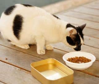 alimentation bien nourrir chat