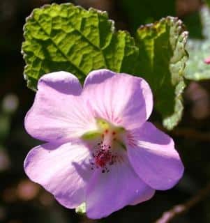 anisodontea en fleur