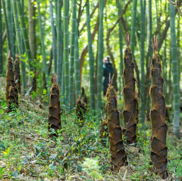 Bambous envahissants les solutions pour s