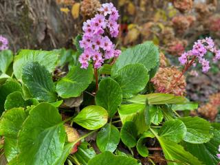 bergenia en fleur