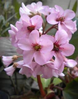 bergenia en fleur