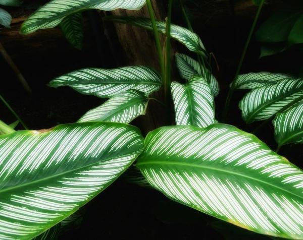 Calathea : culture, soins et conseils d'entretien