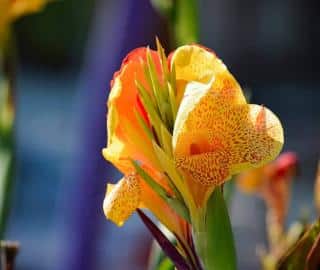 Entretien du Canna