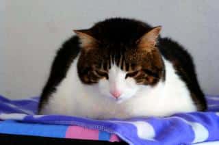 chat obese