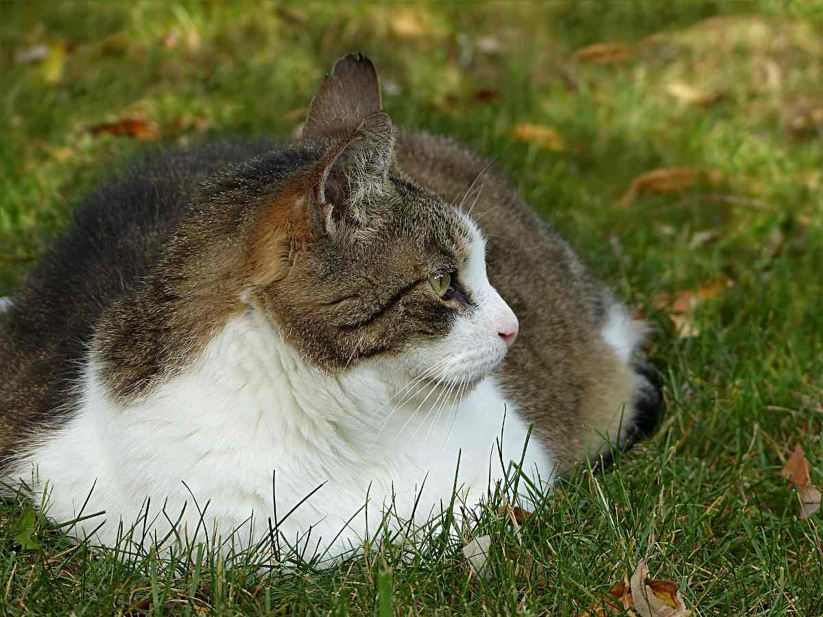 chat obese surpoids poids