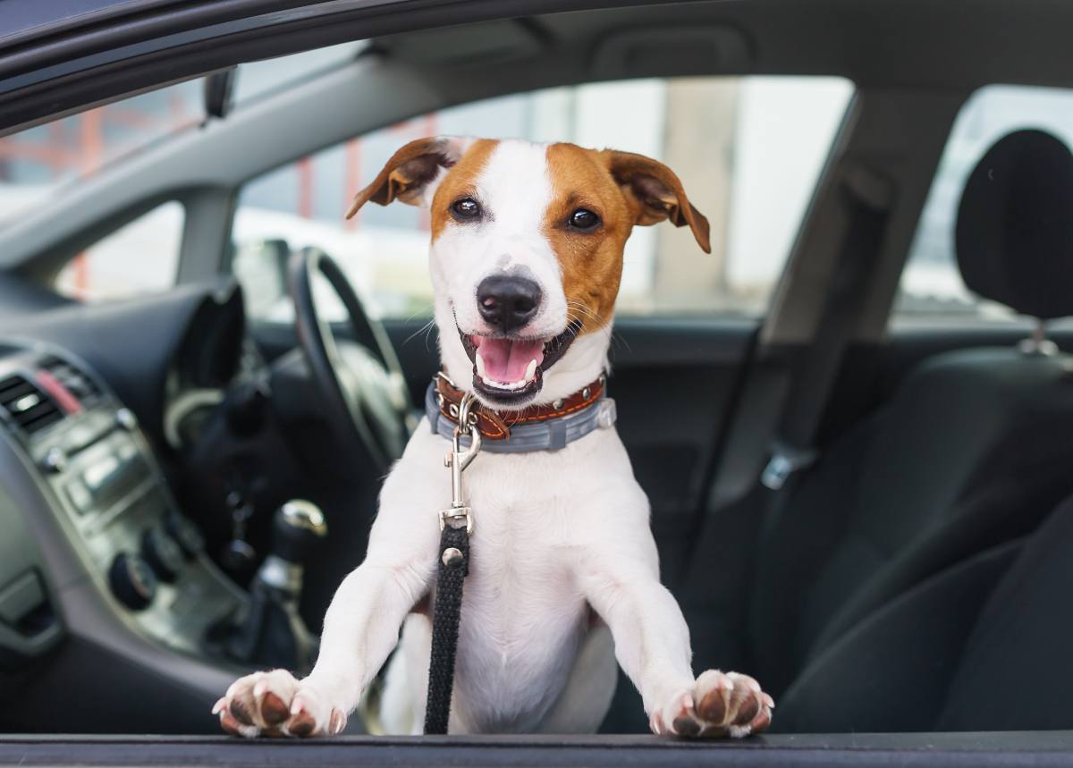 Voiture à chien — Wikipédia