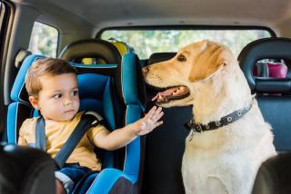 chien voiture reglementation