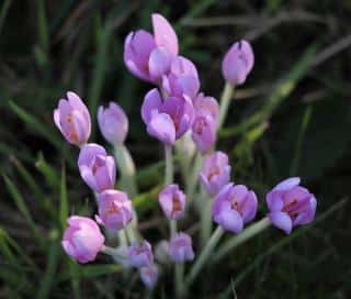 colchique - Colchicum autumnale