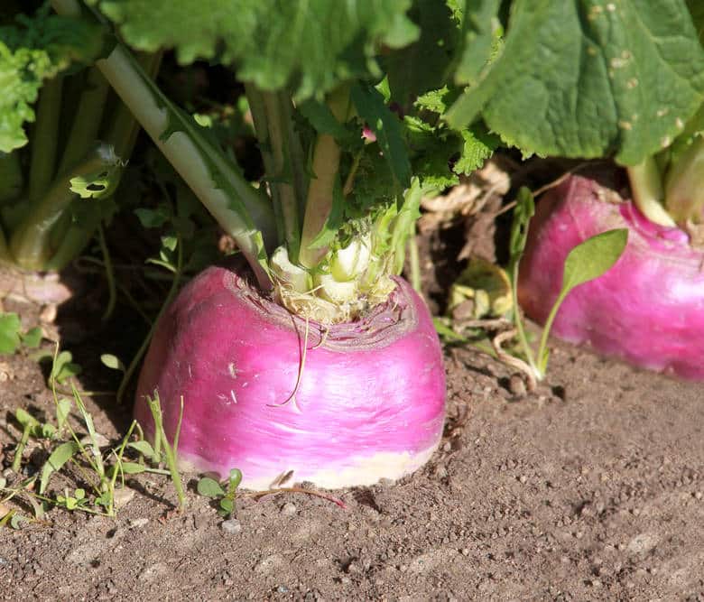 Graines de Navet de Péronne à semer au potager