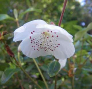 eucryphia en fleur