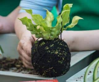 ficeler kokedama