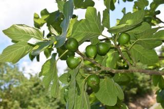 ficus carica