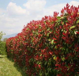 Haie de photinia